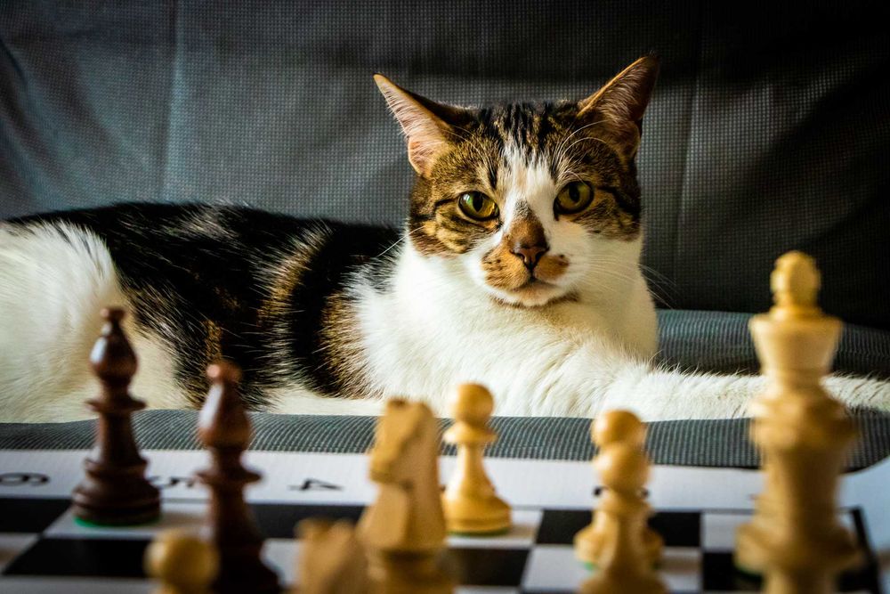 kotki do adopcji bezpośrednio od właściciela