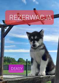 Alaskan Malamute suczka DEASY