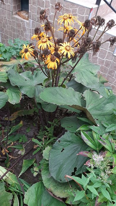 Полуниці Букет монарди розової