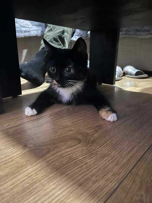 Bella szylkretka do adopcji