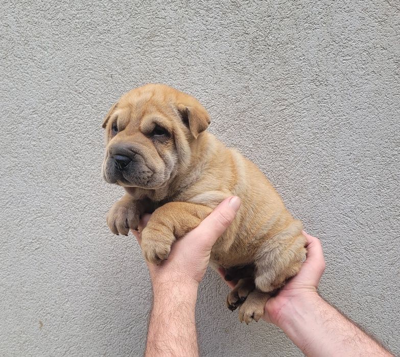 Cachorrinho sharpei bebé