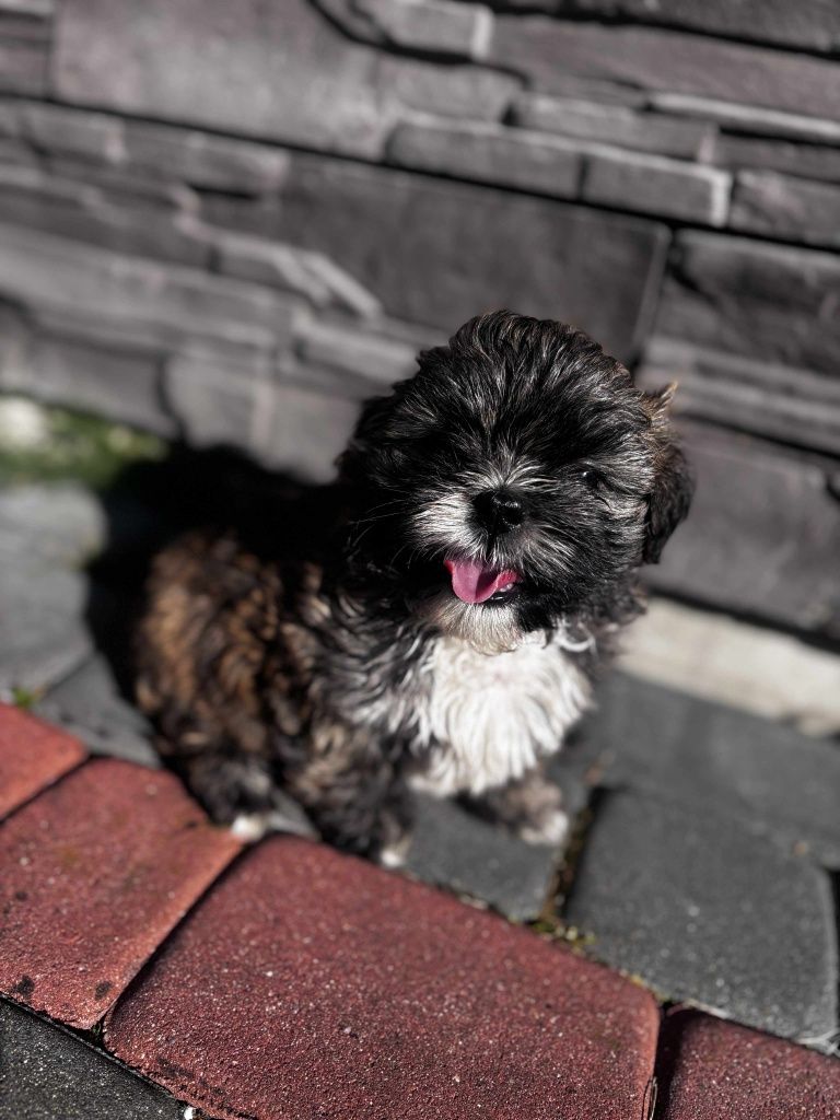 Piesek shih tzu tygrysek