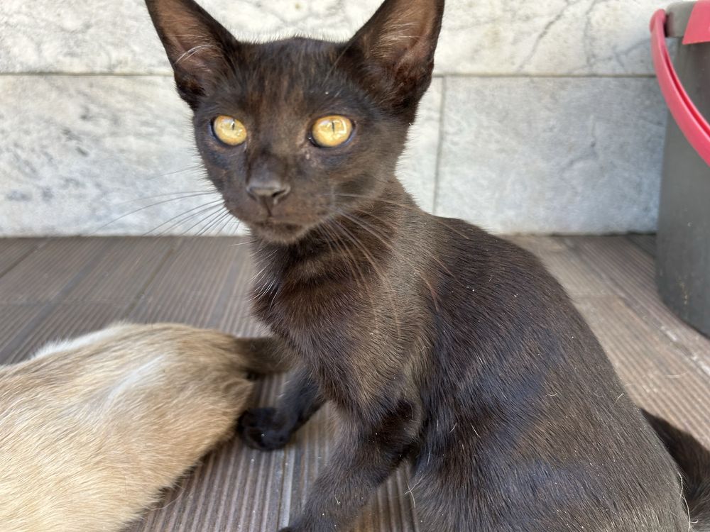 Gatinhos para adoptar.