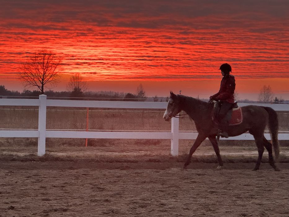 Wałach Arabski. Bardzo grzeczny ! Idealny dla dziecka.  4 lata.