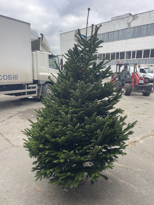 Ялиця Нордмана, піхта з Данії, новорічна ялинка
