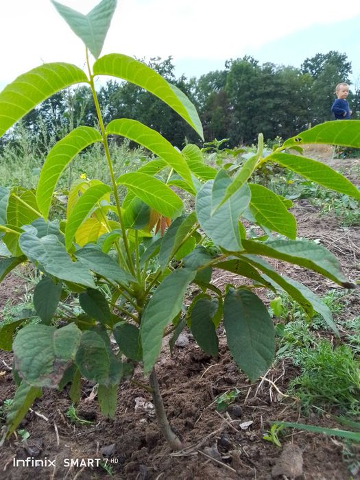 Sadzonki Orzecha Włoskiego