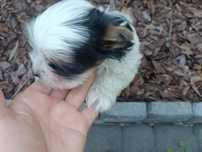 Yorkshire terrier biewer. Śliczny.. Rodowód!