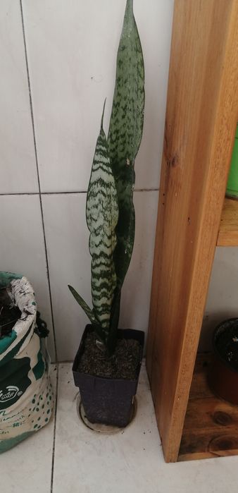 Espadas de São Jorge/Santa Barbara, planta de interior