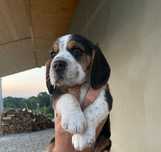 Beagle tricolor szczeniak
