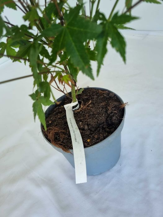 Bonsai Klon Palmowy Acer palmatum 'Little Princess' 50 cm Doniczka 2L
