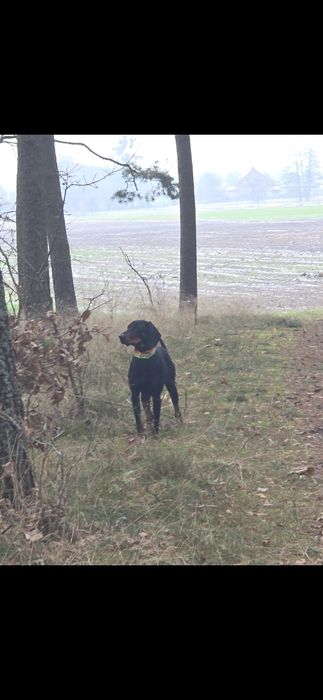 Suczka Gończy Polski