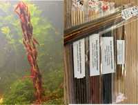 Sticks para camarão neocaridina e caridina