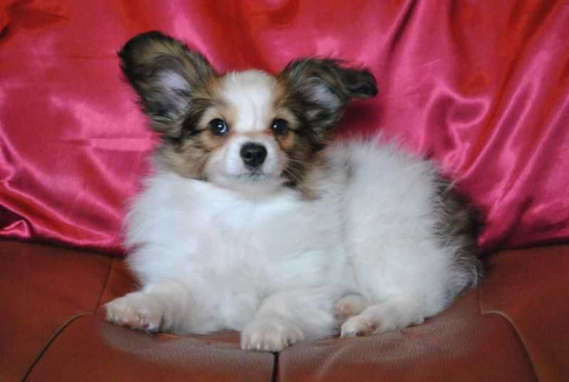 spaniel miniaturowy Papillon (nie chihuahua) piesek