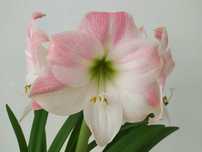 Amarylis, geranium, sanseweria, pelargonia, hoya - rośliny doniczkowe.