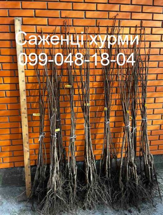 Саджанці хурми морозостійкої - Привитые саженцы хурмы, большой выбор