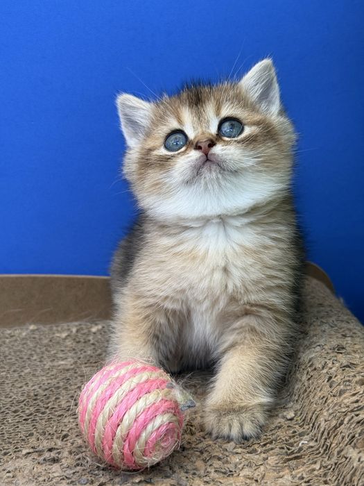 Macho scottish stright