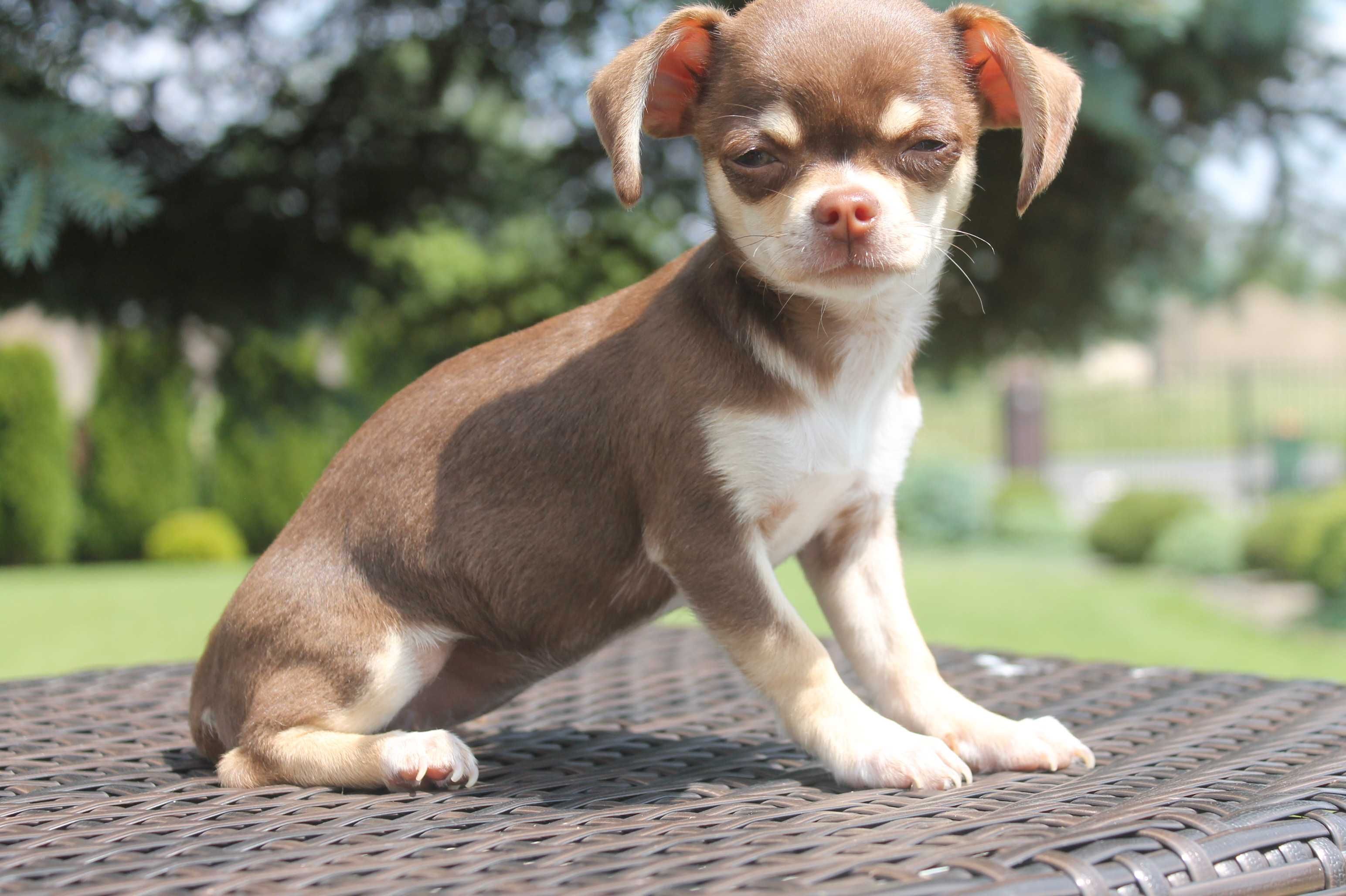 Chihuahua śliczna mini suczka - już do odbioru