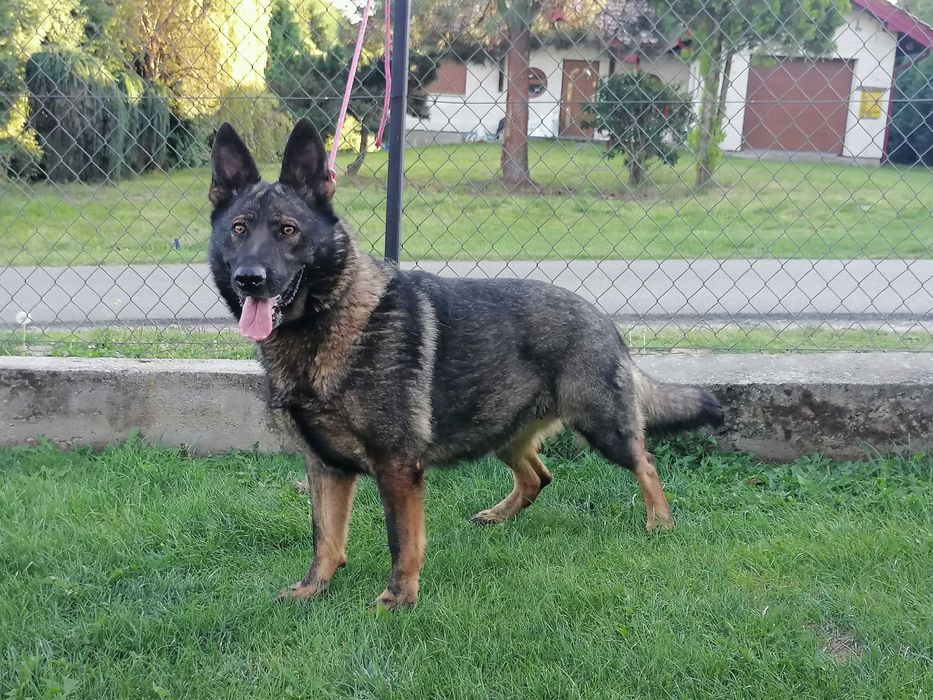 owczarek niemiecki uzytkowy pies wilczasty