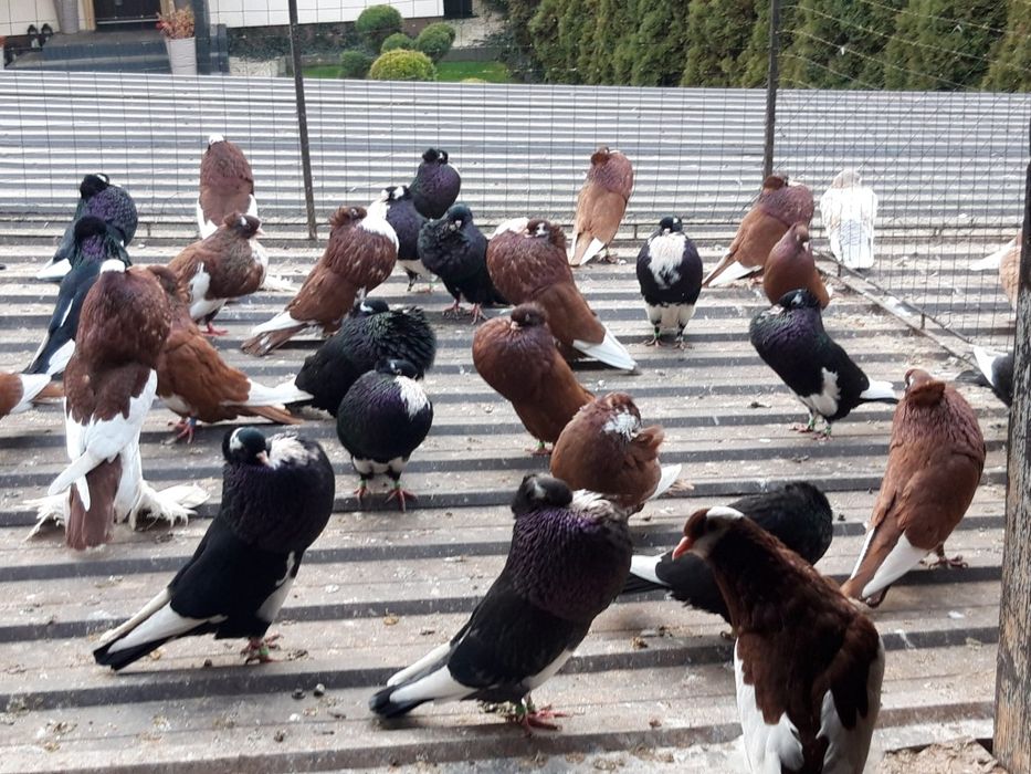 Garłacz  garłacze   koroniaste  SZTAFICERY  sztaficer