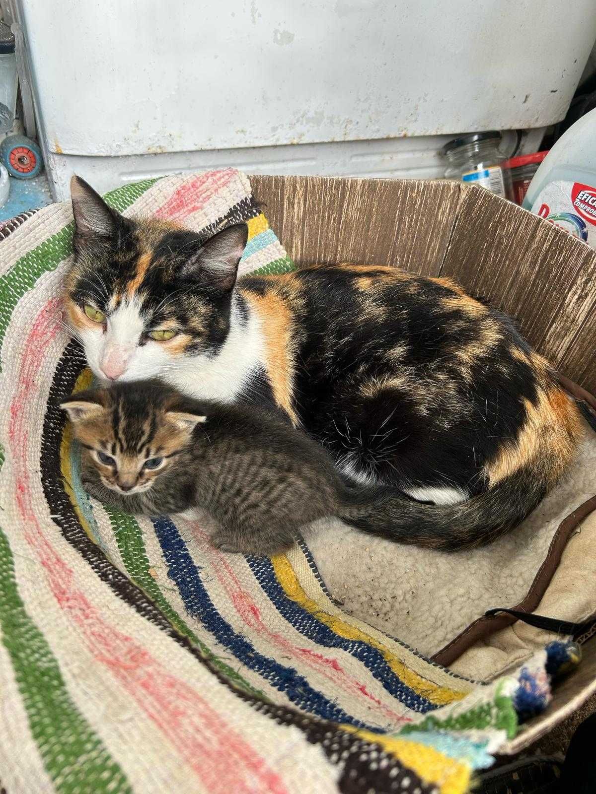 Dou gatinho amarelo e branco e gatinho riscadinho meiguinhos