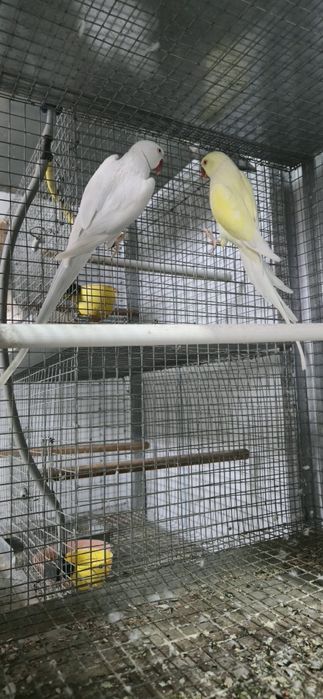 Casal de aves para troca