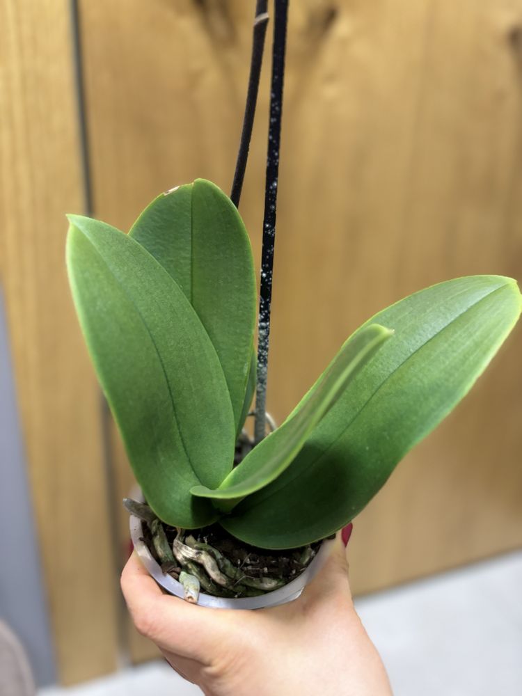 Орхідея Кімоно пелор (обмін можливий)