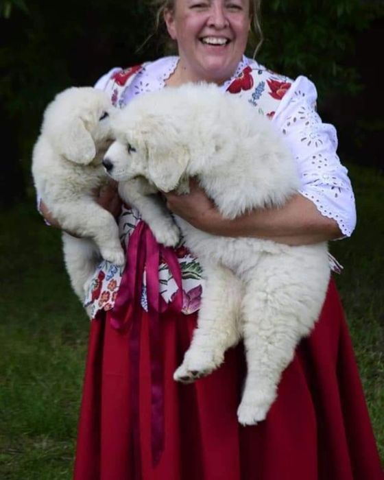 Polski owczarek podhalański