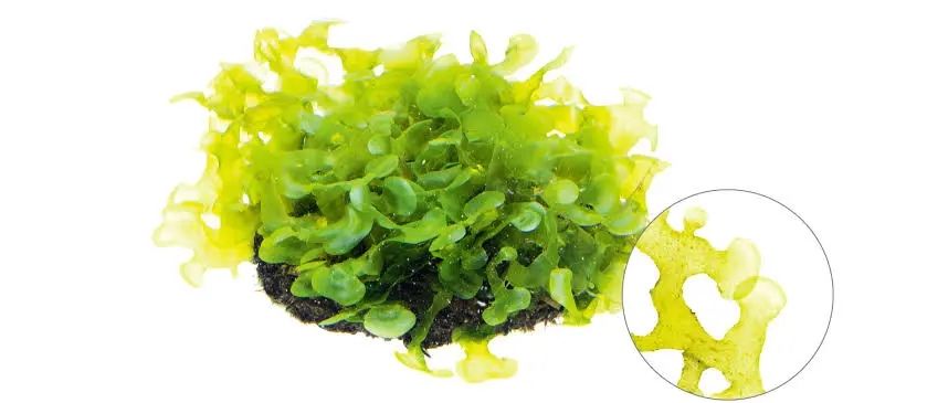 Musgo Pellia - Monosolenium tenerum