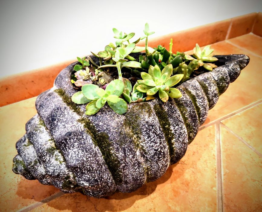 Natureza dentro de casa