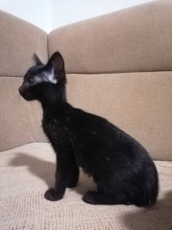 4 gatinhos pretos para adopção