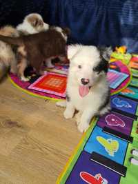 Border Collie piesek blue merle