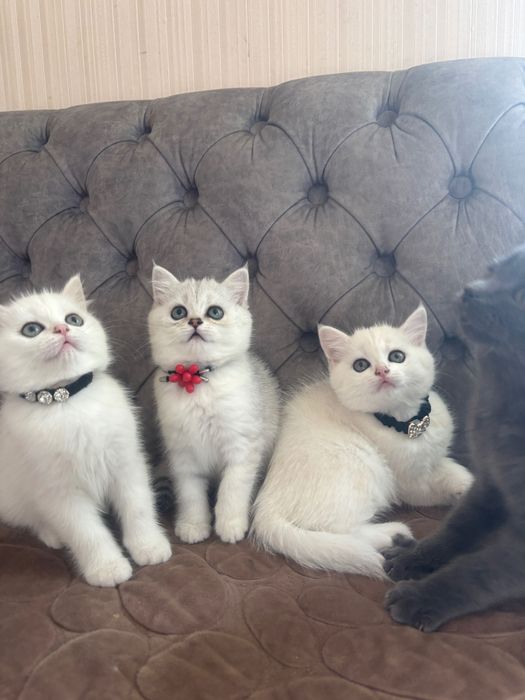 Британські срібні шиншили.