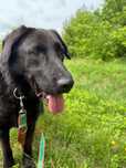 Cudowny Guru w typie labradora szuka domu!
