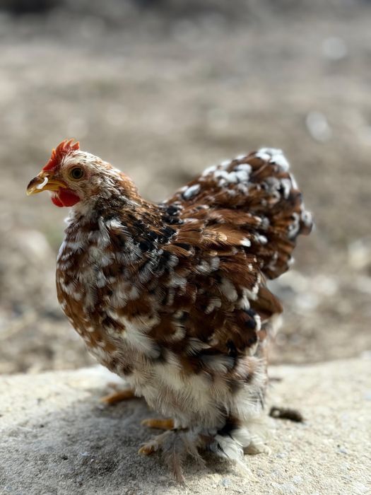 Frangos Pekin 2025