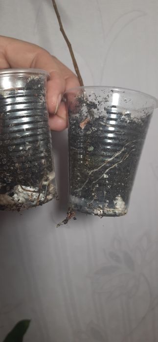 Фікус Кордата колекційний