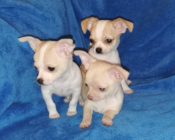 Chihuahua krótkowłosy ,  chłopcy