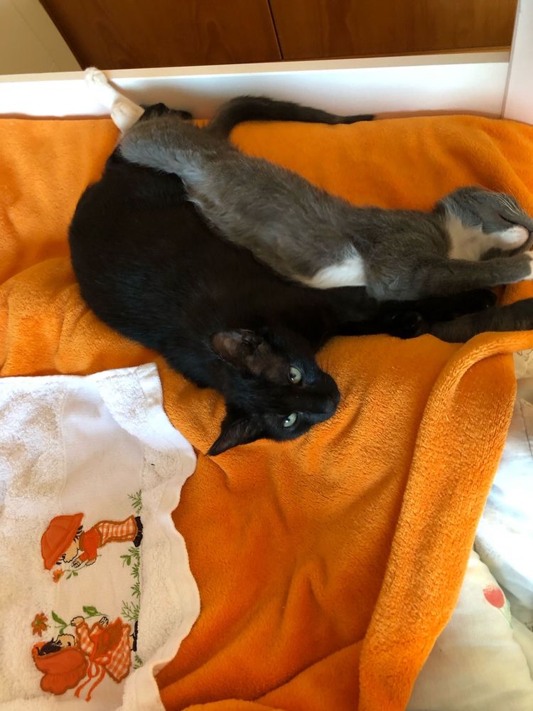 Gatinhos para adoção CONJUNTA