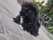 Shihtzu maluszek chłopak