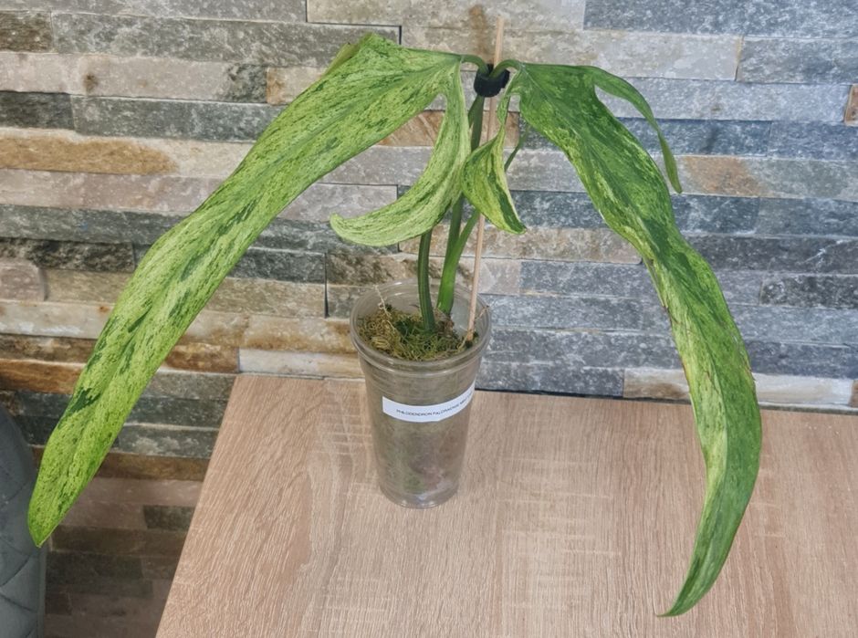 Philodendron Palaroense Mint,var.Rzadkość