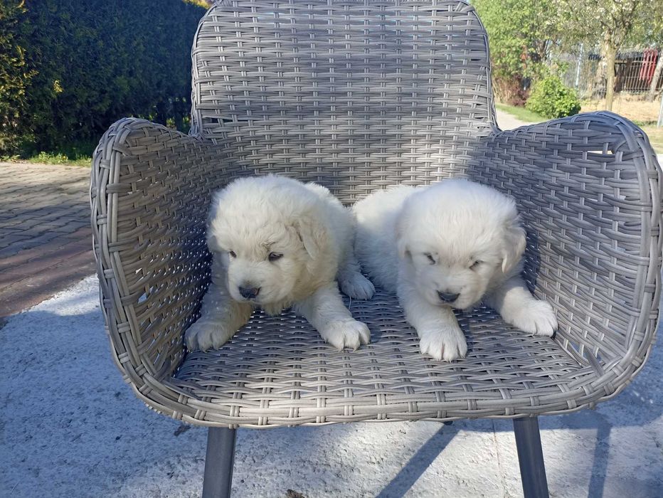 цуценята - Піренейська гірська вівчарка