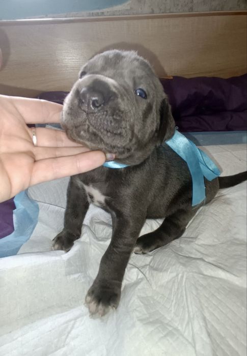 Кане Корсо бронь