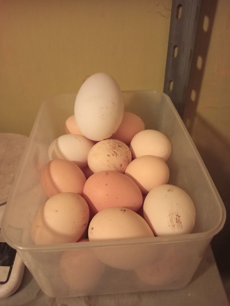 Normalne jajka 1.20
