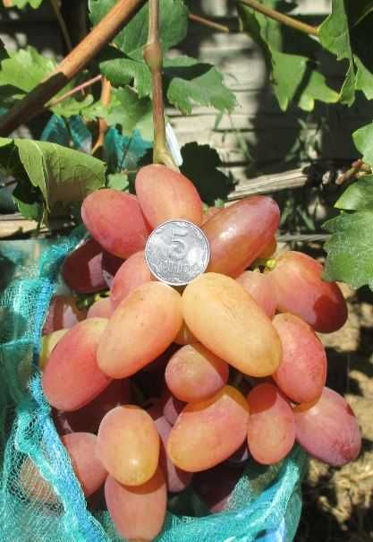 Черенки и саженцы  винограда