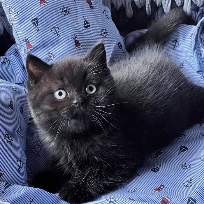 Продаємо шотландських прямовухих кошенят