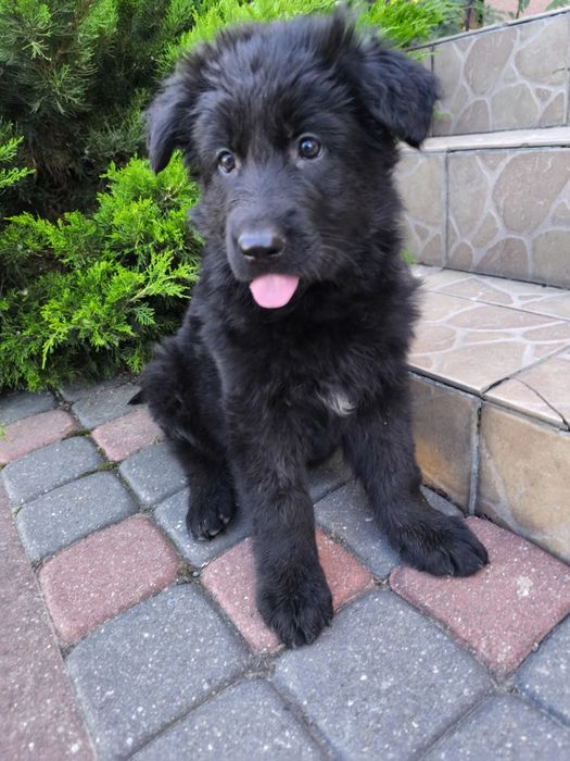 Czarna Suczka Długowłosa