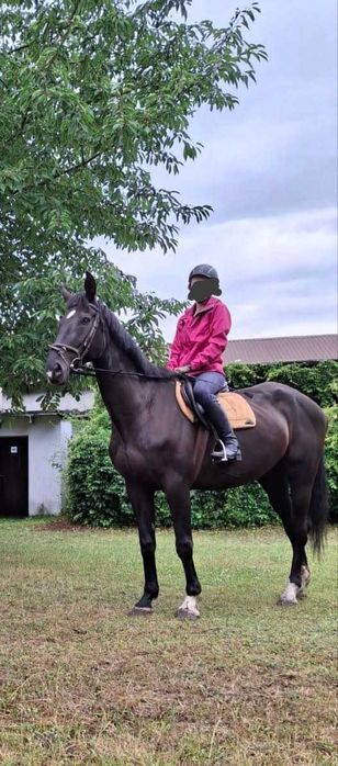 Sprzedam klacz, wzrost 173 cm, 11 lat