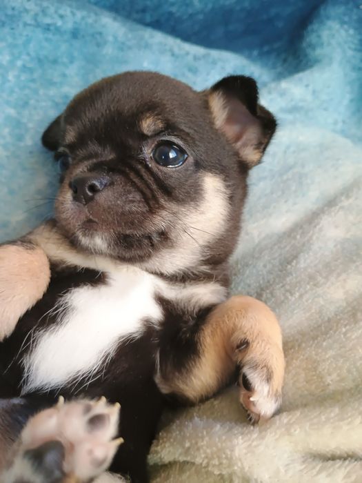 Chihuahua krótkowłosa suczka tricolor ZKwP FCI