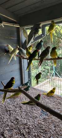 Papugi faliste papużki