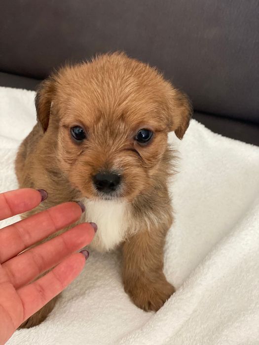 Yorkshire x excelente