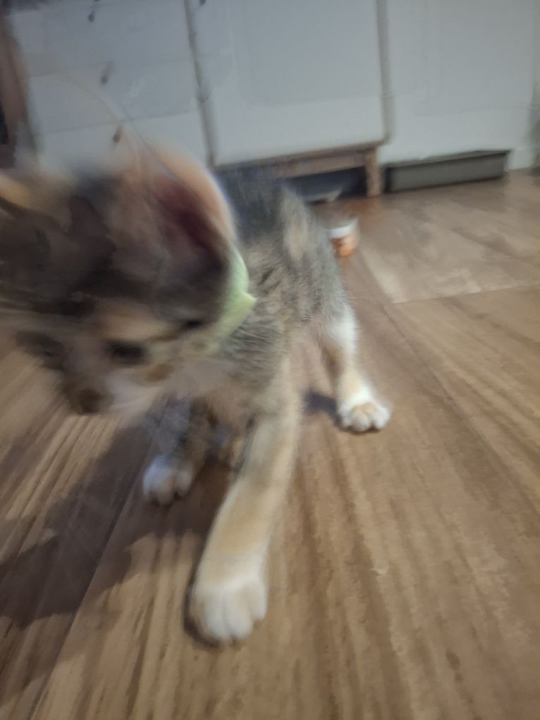 Uma gata, 3 messes